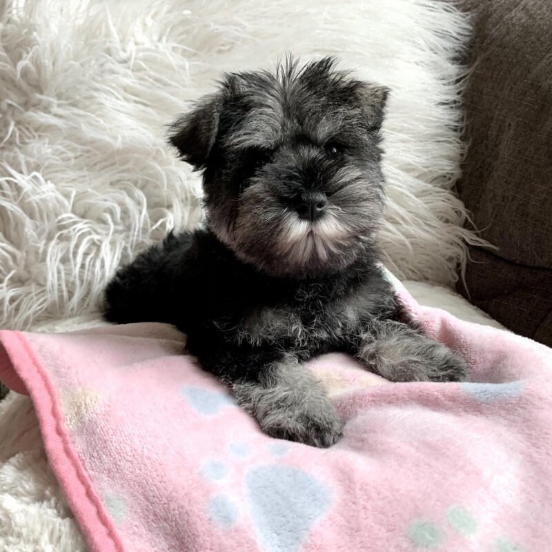 How Much Is a Giant Schnauzer