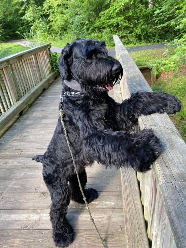 Where Can I Buy a Giant Schnauzer