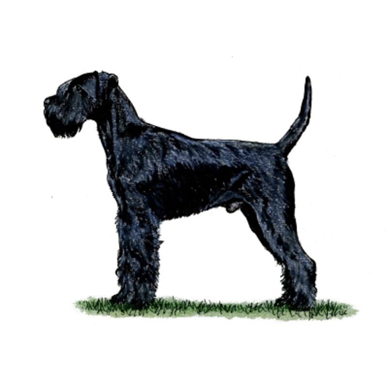 Giant Schnauzer