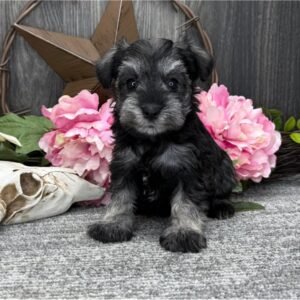 Felicity ( Female )