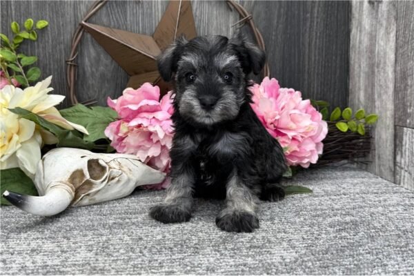 Felicity ( Female )