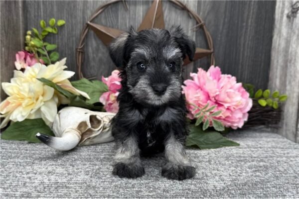 Felicity ( Female ) - Image 2