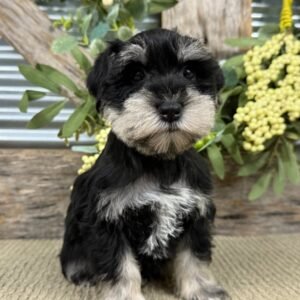 giant schnauzer for sale california
