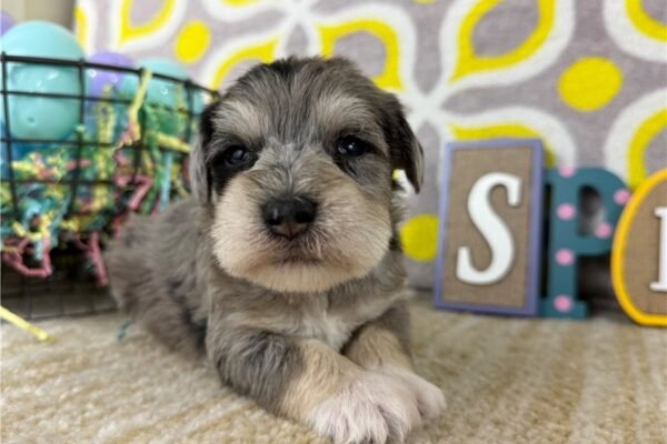 Dave ( Male ) - Image 7