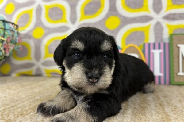 Dani ( Female ) - Image 6