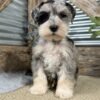 Giant Schnauzer For Sale Seattle