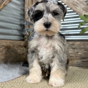 Giant Schnauzer For Sale Seattle