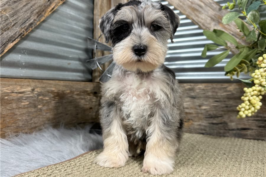 Giant Schnauzer For Sale Seattle