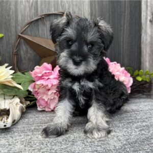 Dora