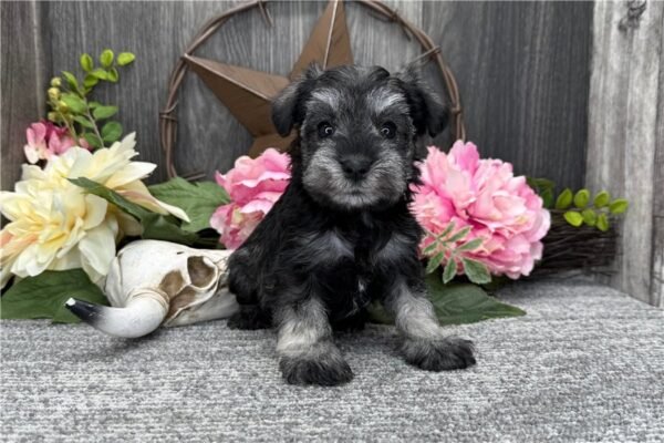 Felicity ( Female ) - Image 3