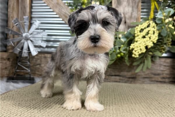 Dave ( Male ) - Image 2